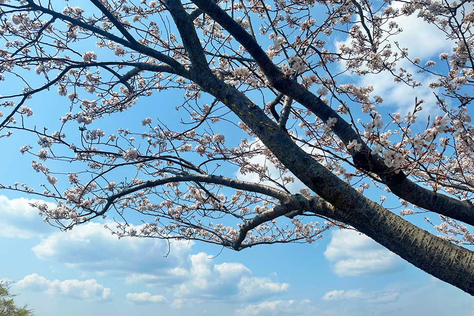 鹿児島　地方　九州　リモート開発　ニアショア開発